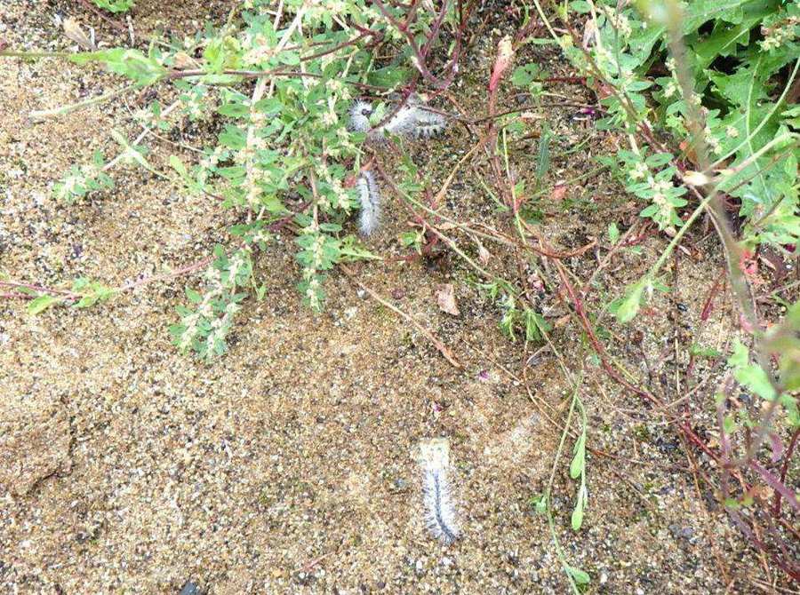 薬剤がかかって、落ちてきた毛虫