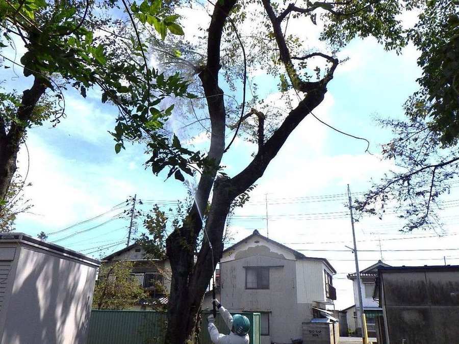 木の上