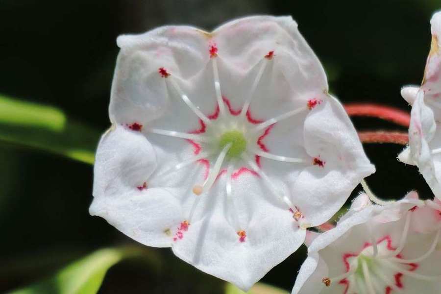 10本の雄しべが花びらにくっついて、傘の骨組みのよう。真ん中に雌しべが1本あります。